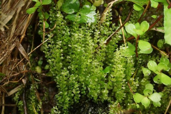 常见的10种苔藓植物名称及图片