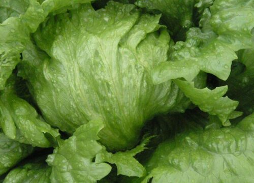 球生菜和生菜的区别