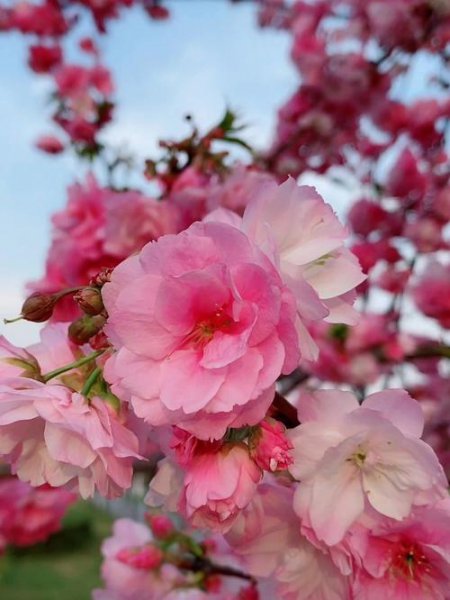 樱花与海棠花的异同
