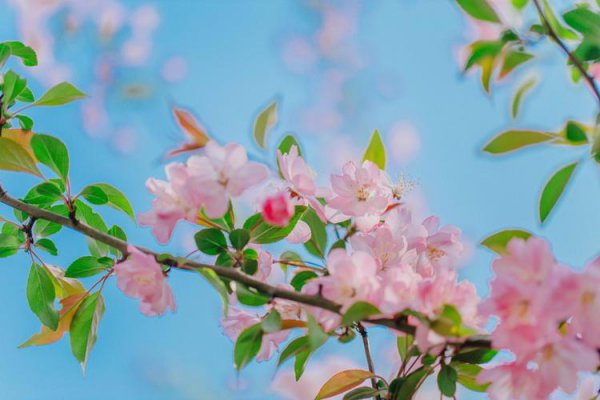 樱花与海棠花的异同