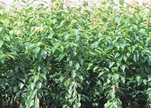 庭院种樱桃树风水好不好