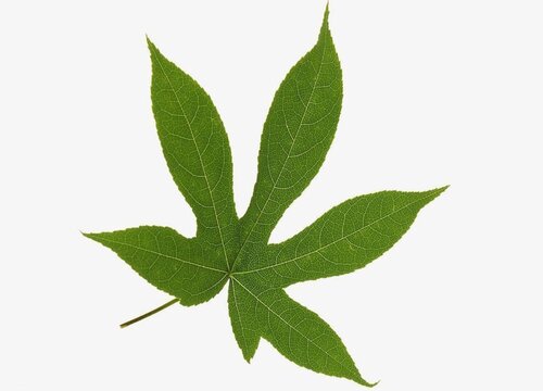 树叶标本怎么做简单又漂亮