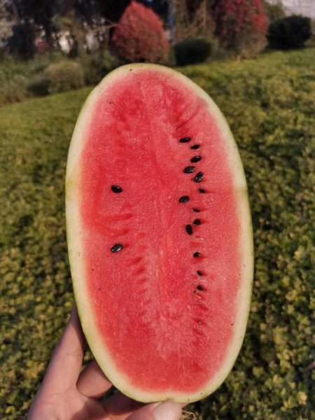 黑美人西瓜怎么选才甜又脆又好吃