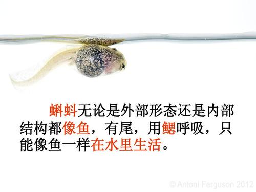 蝌蚪生活在哪里用什么呼吸