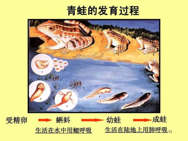 蝌蚪生活在哪里用什么呼吸