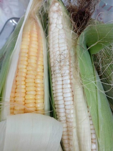 玉米是主食类吗