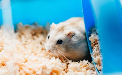 仓鼠几个月成年 不同品种的仓鼠在年龄上有什么差别