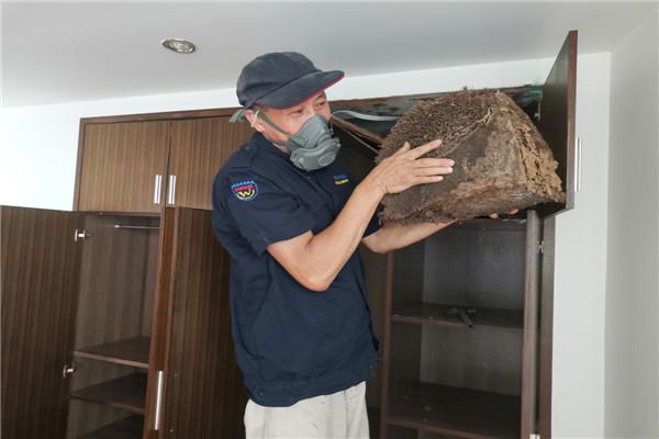 白蚁长什么样子