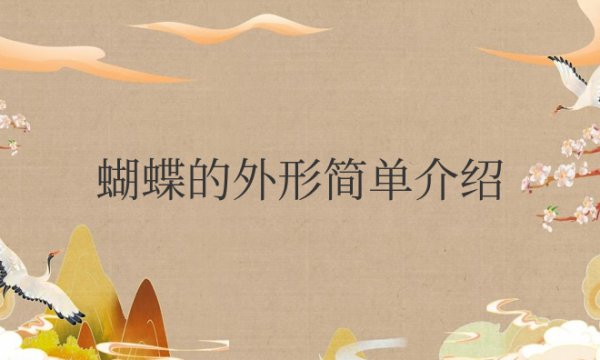 蝴蝶的外形简单介绍与描写