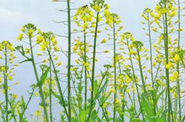 油菜花开的季节是几月份