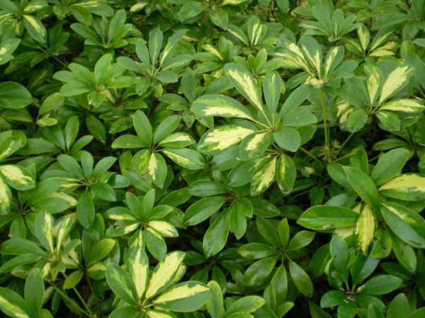 木本植物与草本植物的区别
