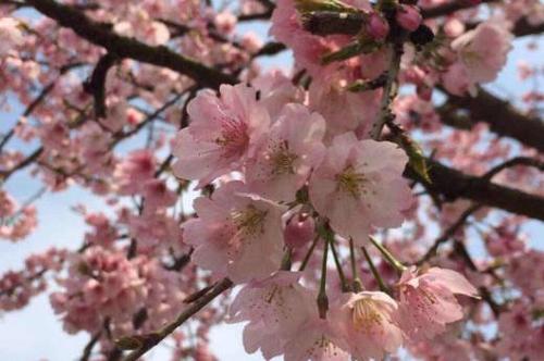 日本樱花开放时间