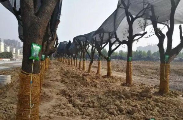 新移栽树木生根时间