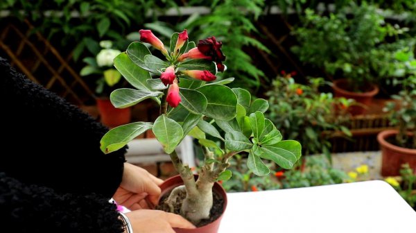 新买的沙漠玫瑰如何养护