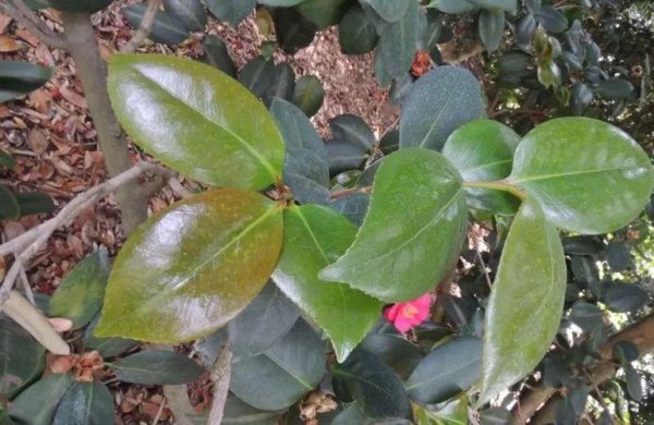 挽救干枯掉落的山茶花叶