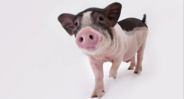 属相猪和什么配最佳