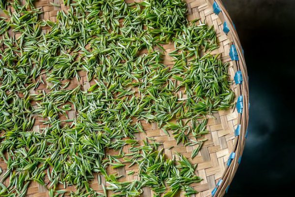雀舌茶的品质级别解析