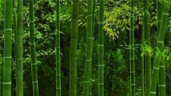 竹子有多少品种