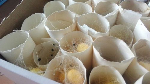 蚕多大结茧？怎么让它结茧？