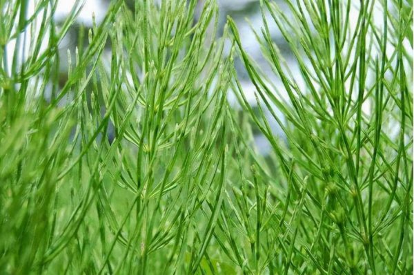 野生荆草是什么样子的图片