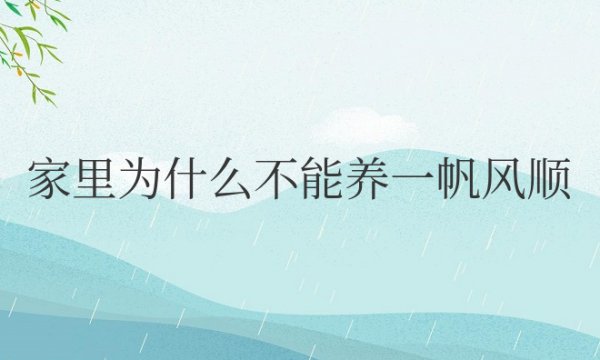 家里为什么不能养一帆风顺花
