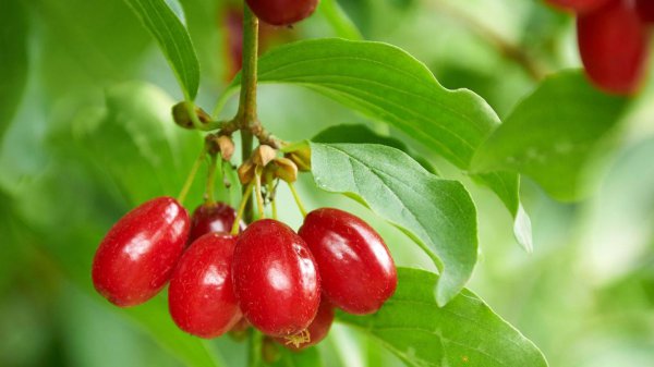 茱萸是什么植物图片