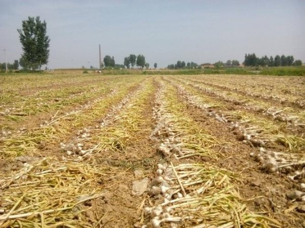 大蒜什么时候收获最佳