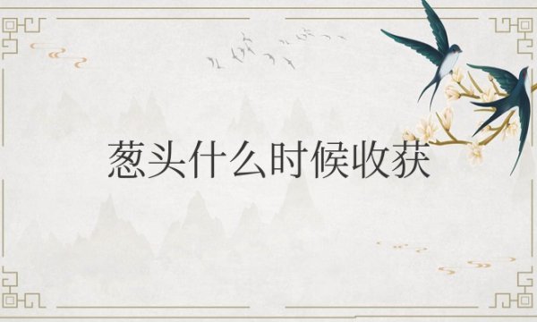 葱头什么时候收获最好