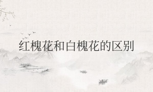 红槐花和白槐花的区别是什么