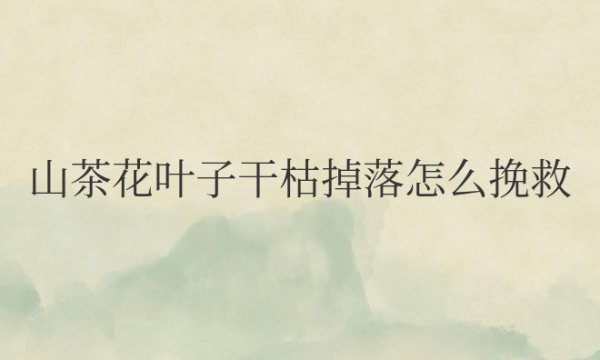 山茶花叶子干枯掉落怎么挽救