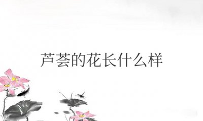 芦荟的花长什么样图片 开的花味道是什么