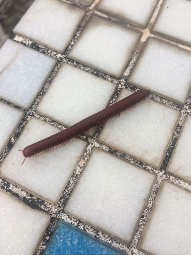 马陆虫怎么会出现在家里