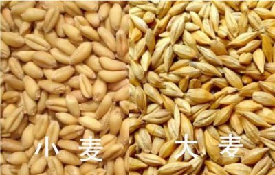 面粉是大麦还是小麦加工成的 大麦还是小麦面粉的来源是哪一种？