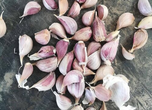 蒜怎么保存时间长不发芽