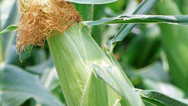 中农大788玉米品种特征特性介绍