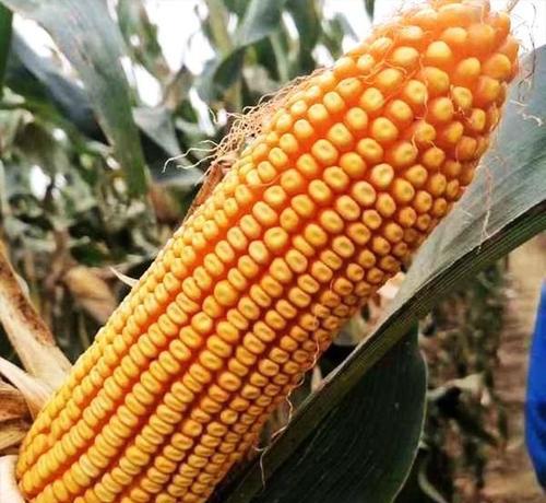 中农大788玉米品种特征特性介绍
