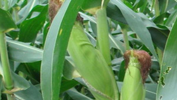 中农大788玉米品种特征特性介绍