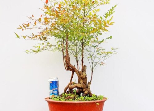 南天竹是竹子吗