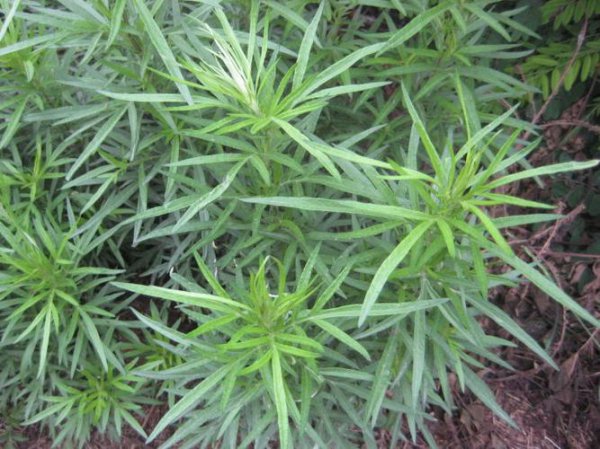 野艾蒿和艾草怎样分别什么味道