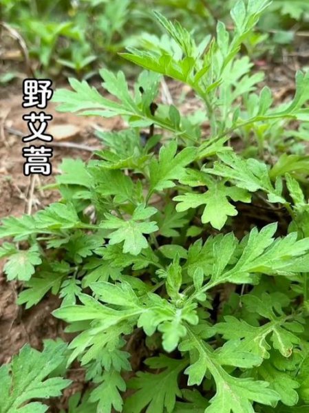 野艾蒿和艾草怎样分别什么味道