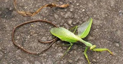 螳螂身体里为什么有铁线虫不会死