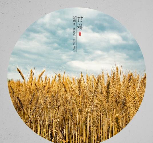 芒种代表人生的寓意