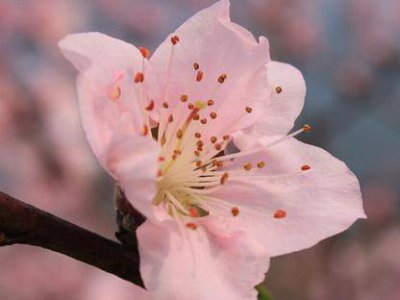 有桃花劫的女人特征 浪漫多情的女人特点