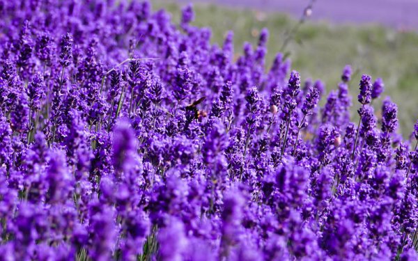 purple是什么颜色怎么读音