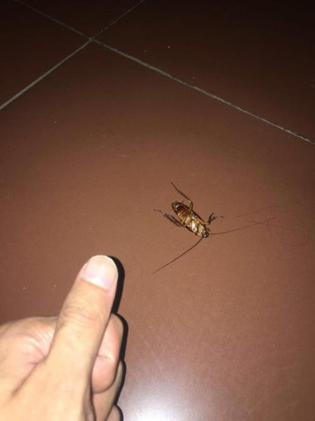一只蟑螂几条腿正确答案
