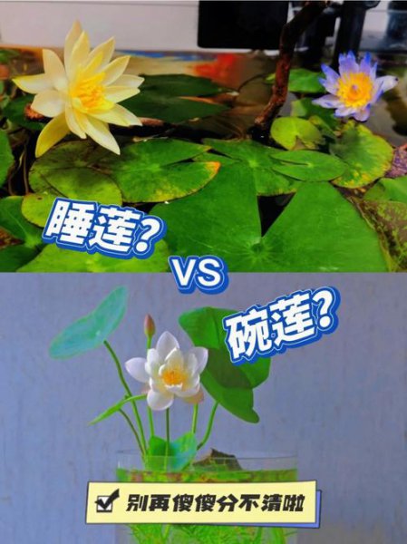 睡莲和碗莲的区别是什么