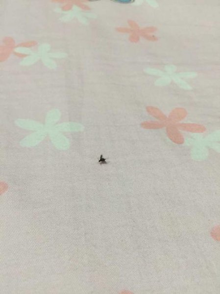 像芝麻粒一样的小黑虫会飞是什么虫