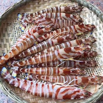 斑节虾为什么贵？多少钱一斤？