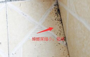 蟑螂屎和老鼠屎区分图片对比