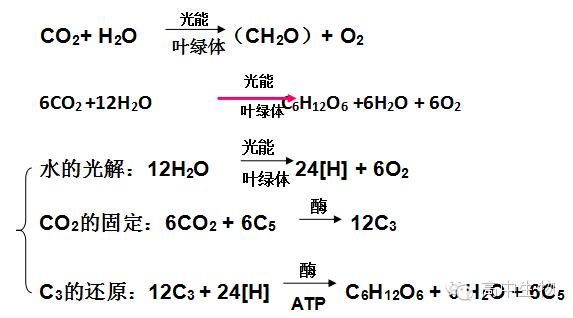 高中光合作用总反应方程式及元素去路